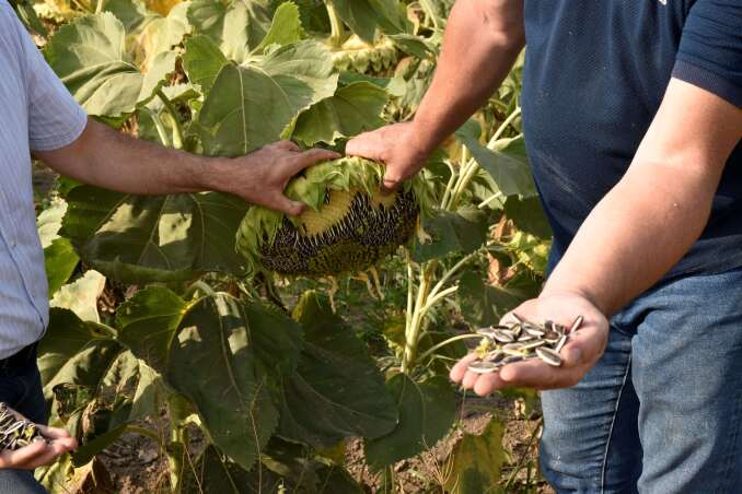 بازدید از مزارع آفتابگردان بازرگانی خشکبار اقدم