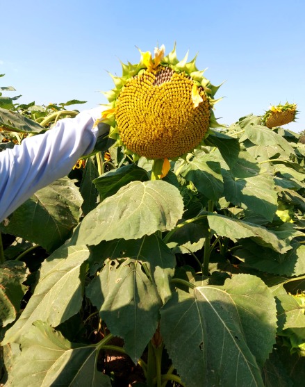 بذر آفتابگردان