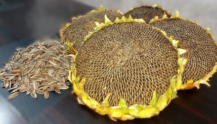 بذر هیبرید آفتابگردان تخمه خوی 