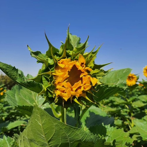 بذر آفتابگردان