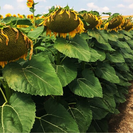 بهترین بذر آفتابگردان و انواع آن