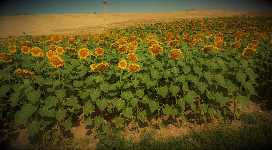  بذر افتابگردان