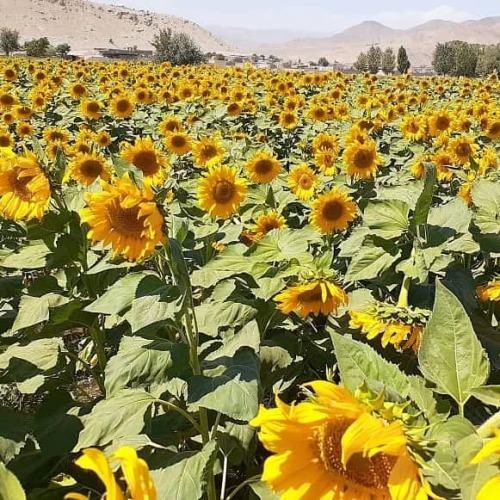 بذر آفتابگردان