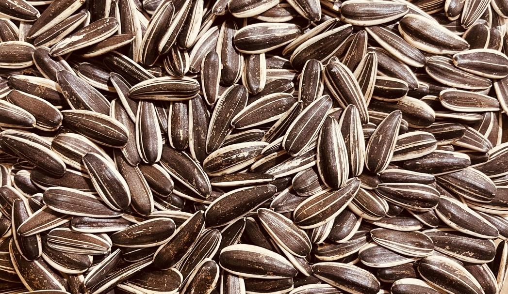 بوجاری تخمه آفتابگردان و کدو کارخانه فرآوری تخمه آفتابگردان و کدو