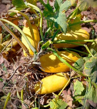 تخمه کدو گوشتی خوی