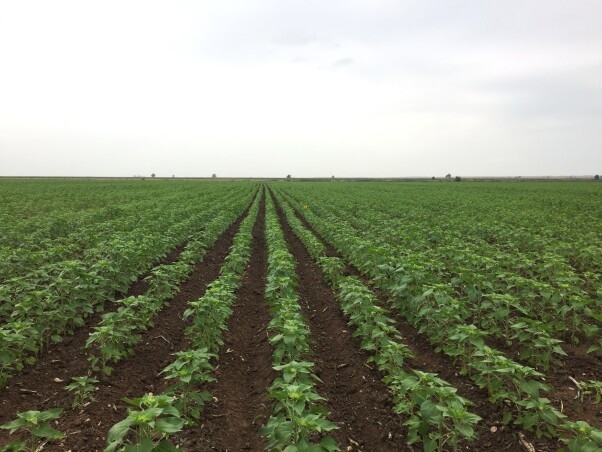 تأثیر فاصله کاشت و تراکم بوته بر رشد و عملکرد آفتابگردان