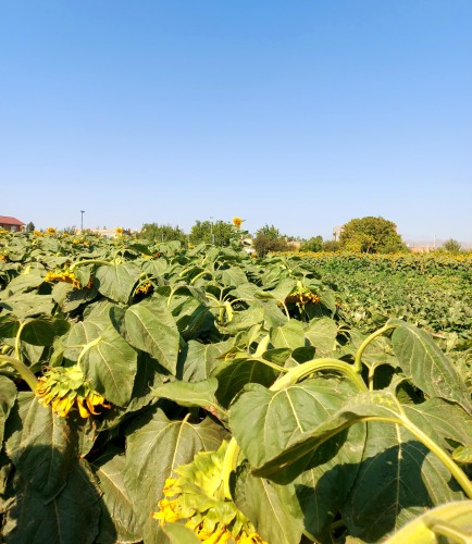 مزرعه تحقیقاتی بازرگانی خشکبار اقدم