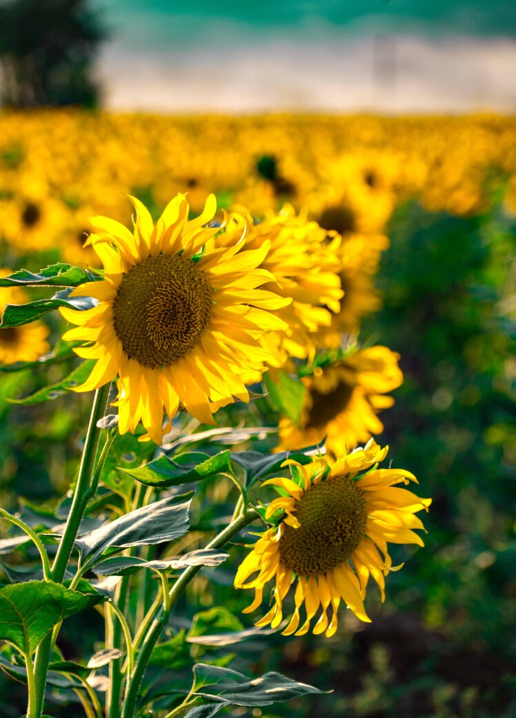 گزارش صدا و سیمای آذربایجان غربی 