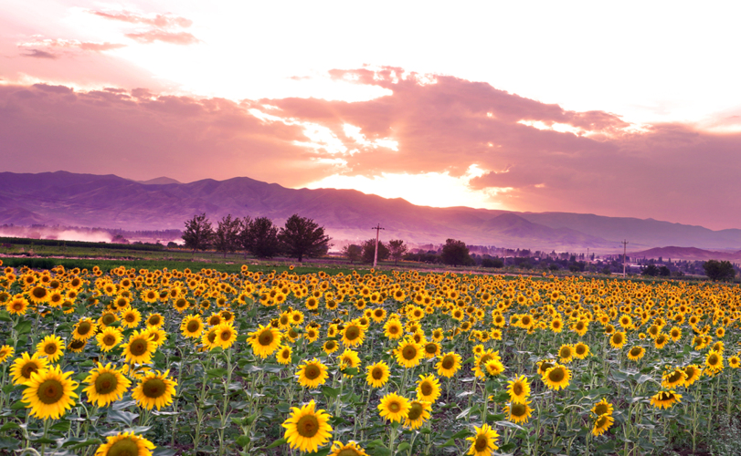 بذر افتابگردان
