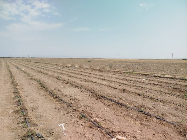 راهنمای کاشت بذر آفتابگردان آجیلی هیبرید