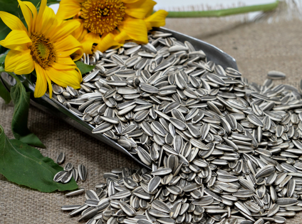 تجارت تخمه آفتابگردان