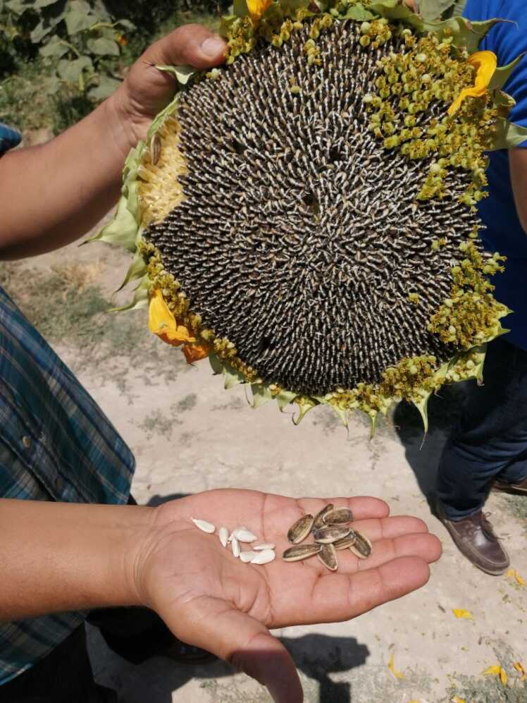 مقایسه عملکرد آفتابگردان آجیلی و روغنی (تناژ دانه در هکتار)