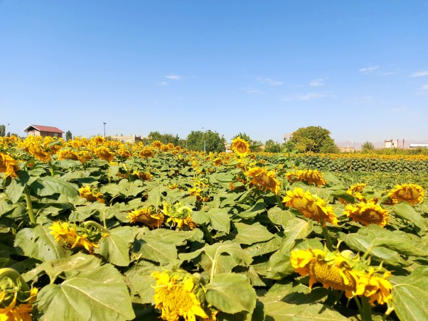 آموزش تخصصی کاشت بذر آفتابگردان از کاشت تا برداشت با تجربه کشاورزان موفق