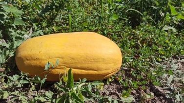 بذر تخمه کدو سنتی خوی 