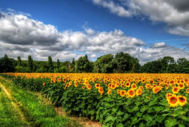 بذر افتابگردان