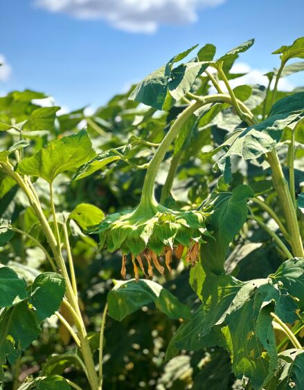 بذر آفتابگردان