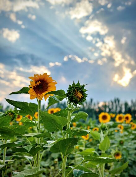 بذر افتابگردان