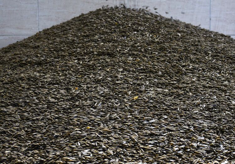 مقایسه عملکرد آفتابگردان آجیلی و روغنی (تناژ دانه در هکتار)