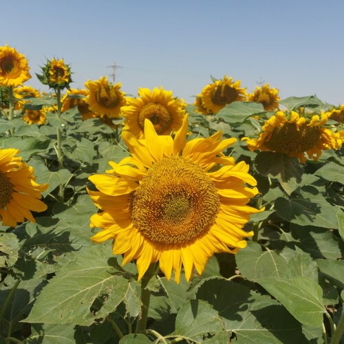 بذر آفتابگردان