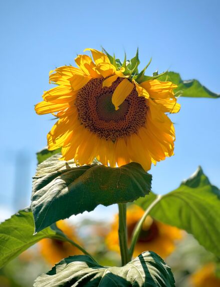 بذر افتابگردان