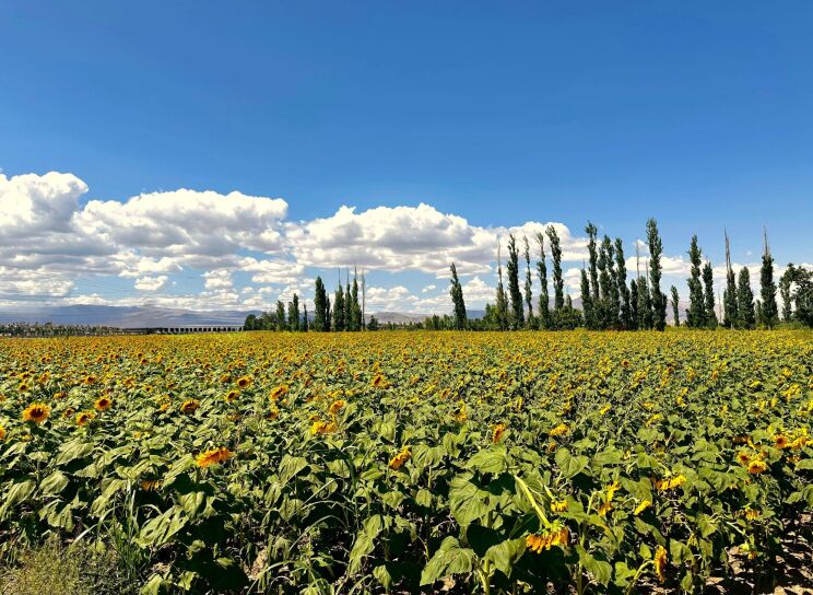 مزرعه آفتابگردان