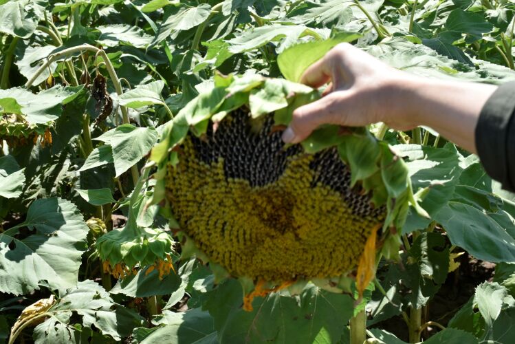 بذر آفتابگردان 