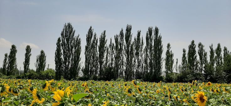 بذر آفتابگردان