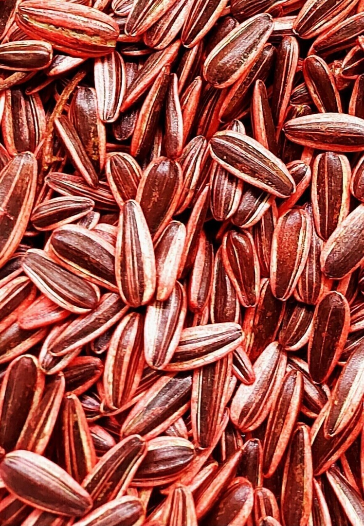 بذر هیبرید افتابگردان ارقام اصلاح شده در ایران