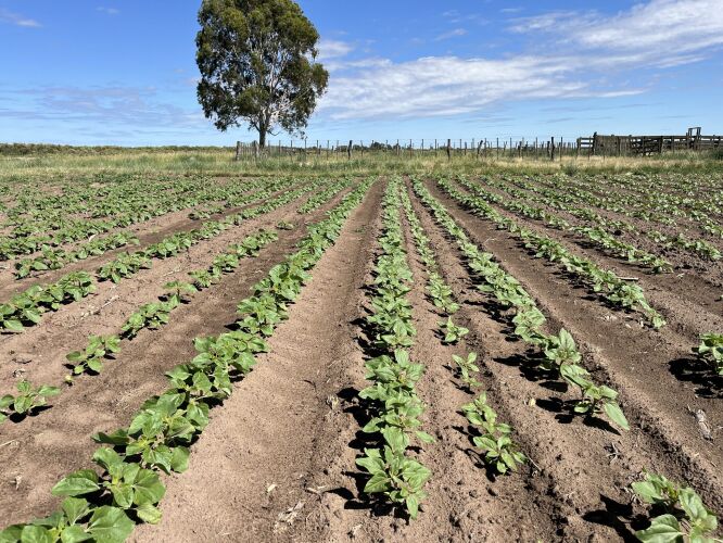 بذر آفتابگردان 