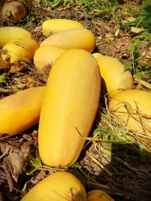 بذر تخمه کدو سنتی خوی 