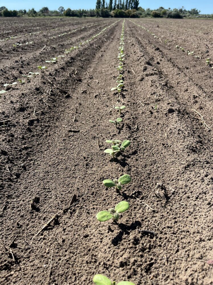 تأثیر فاصله کاشت و تراکم بوته بر رشد و عملکرد آفتابگردان