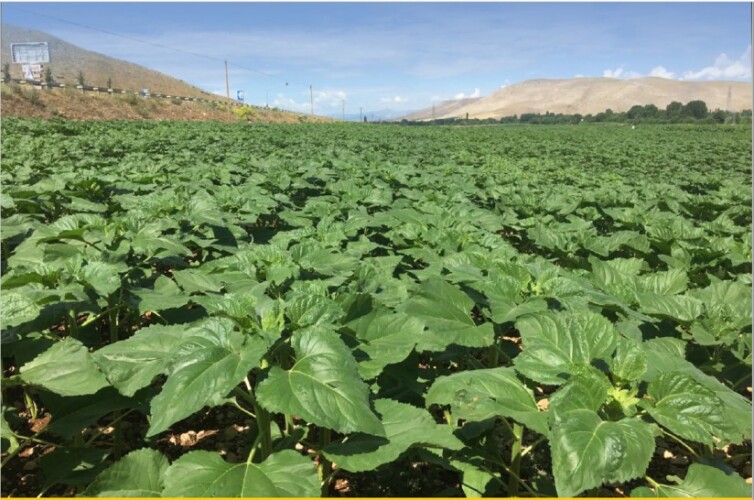 بذر آفتابگردان