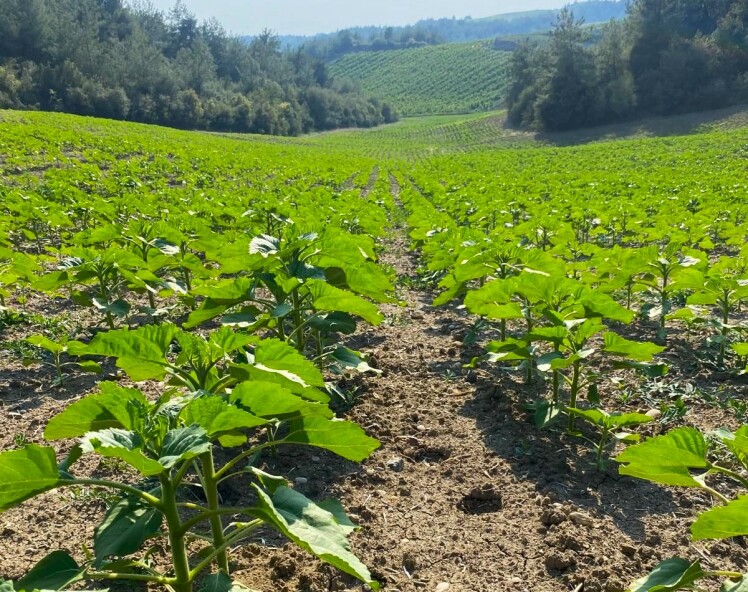 راهنمای کامل کاشت بذر آفتابگردان: از بذر تا برداشت