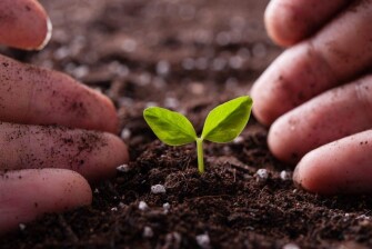 بذر آفتابگردان