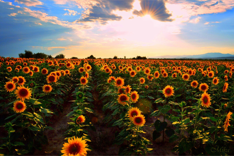 بذر افتابگردان